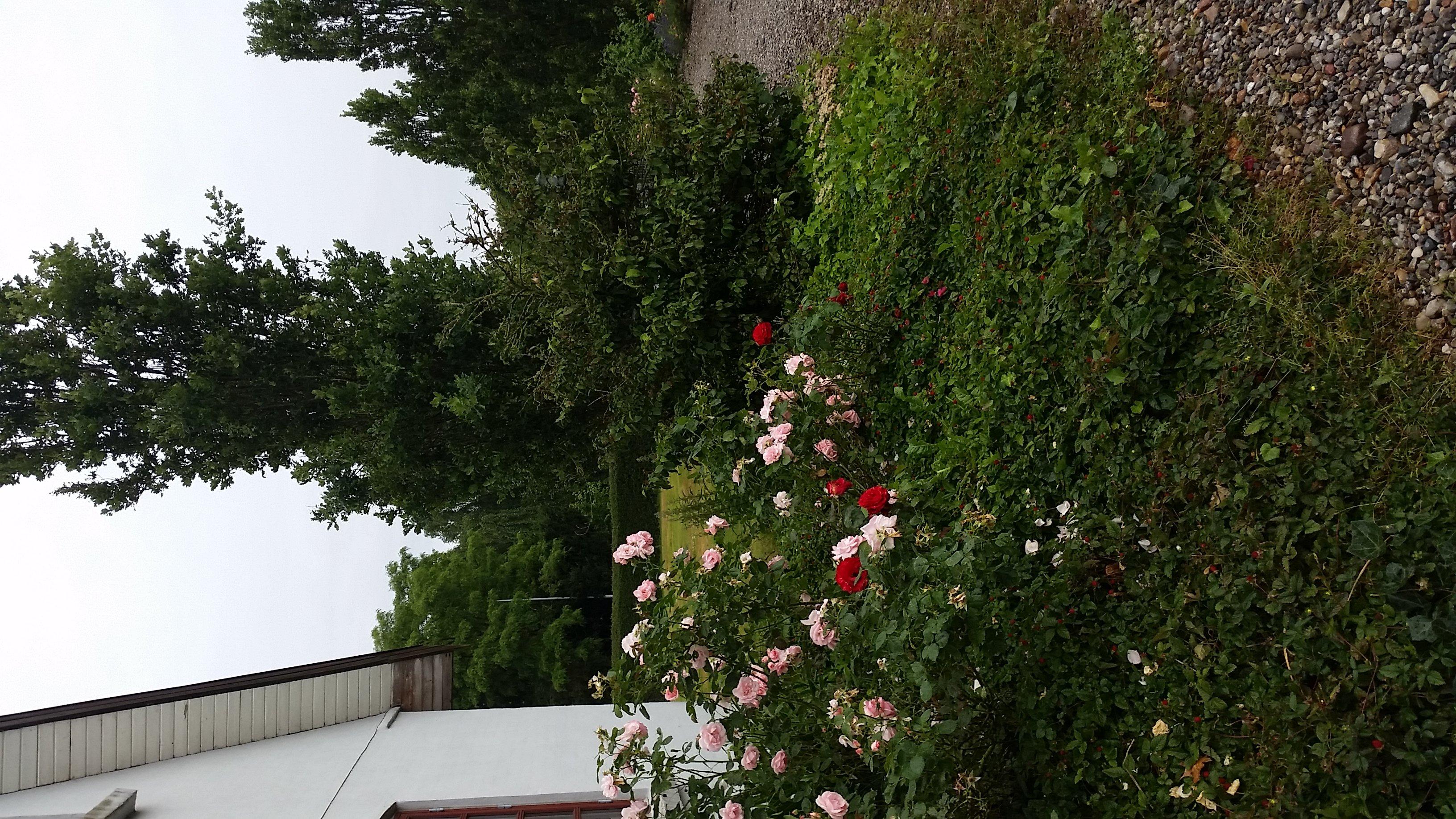 Bergman bed and breakfast