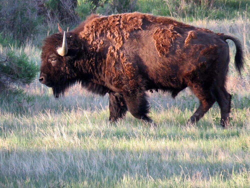 American Prairie Reserve