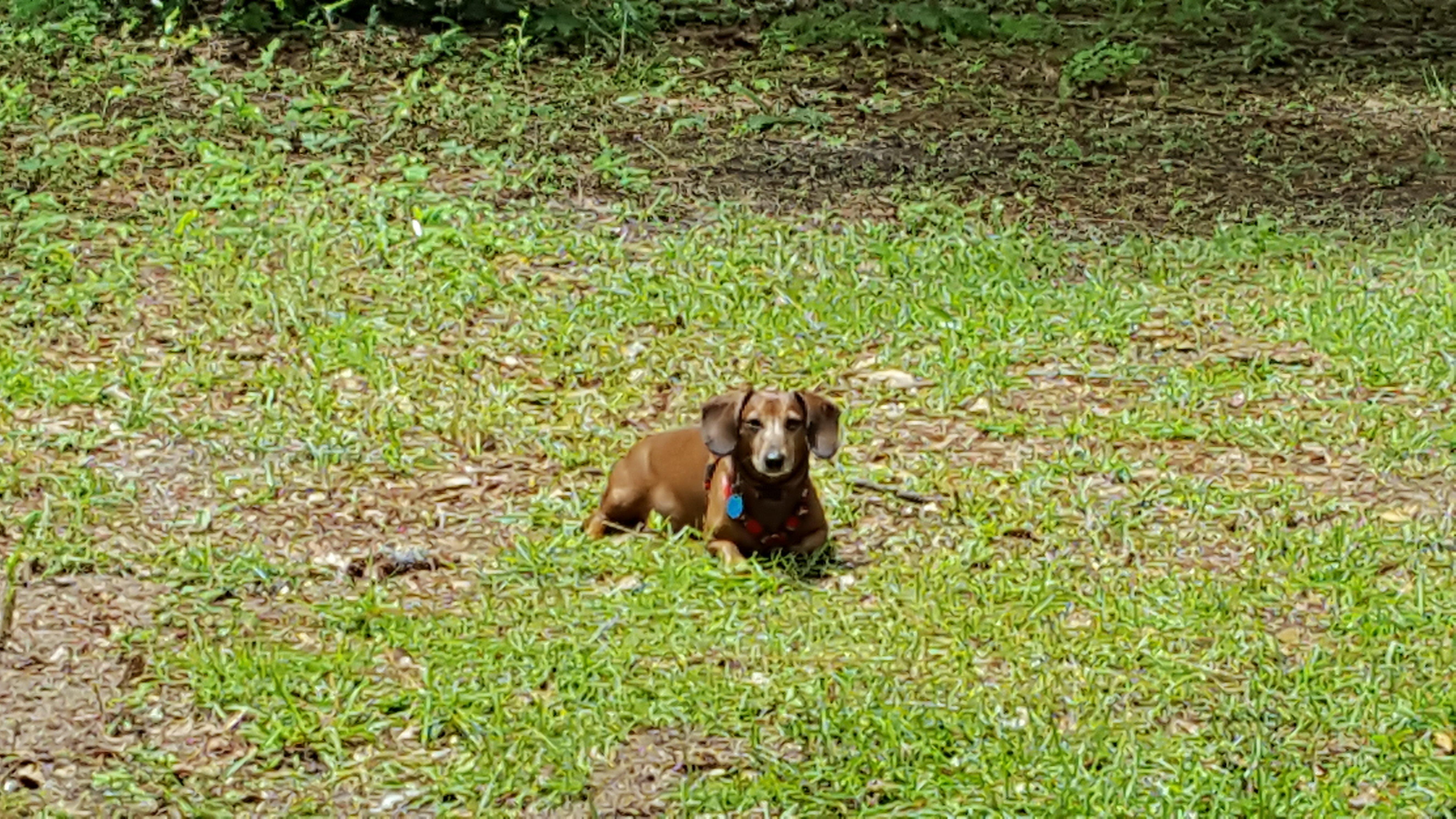 Big Jim's Restaurant at Spring Creek Park Resort