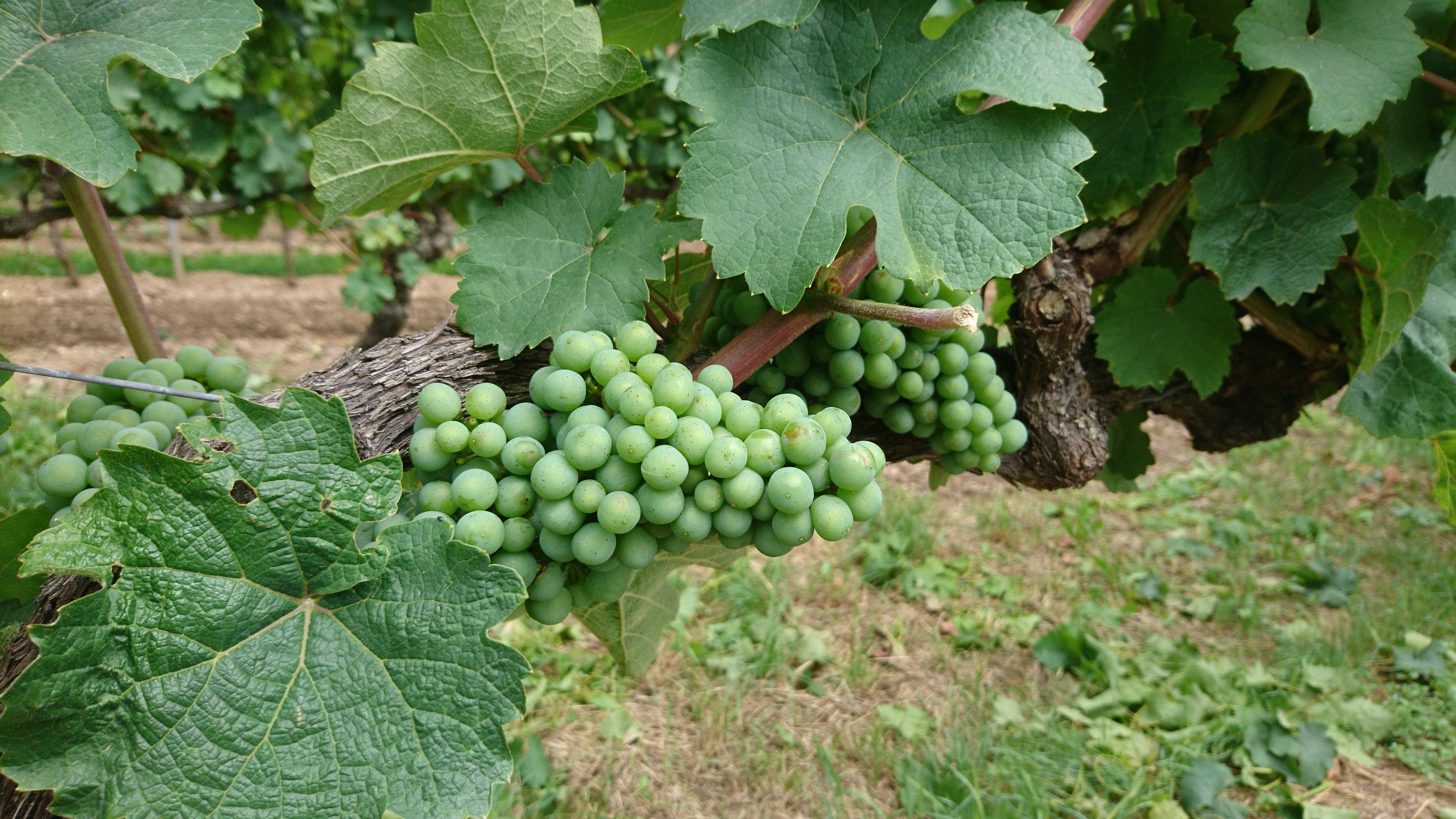 Weingut Prinz von Hessen