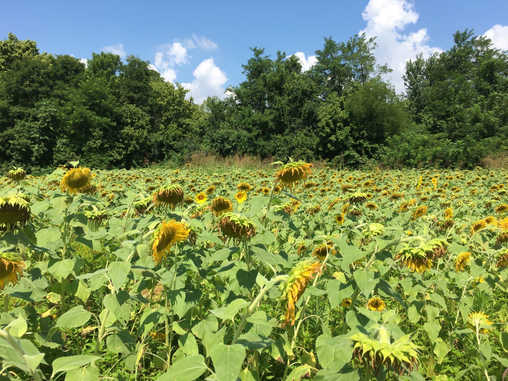 Forks of the River Wildlife Management Area