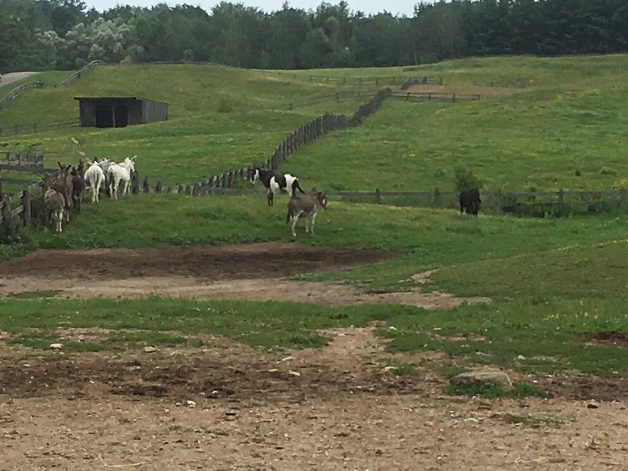Donkey Sanctuary Of Canada