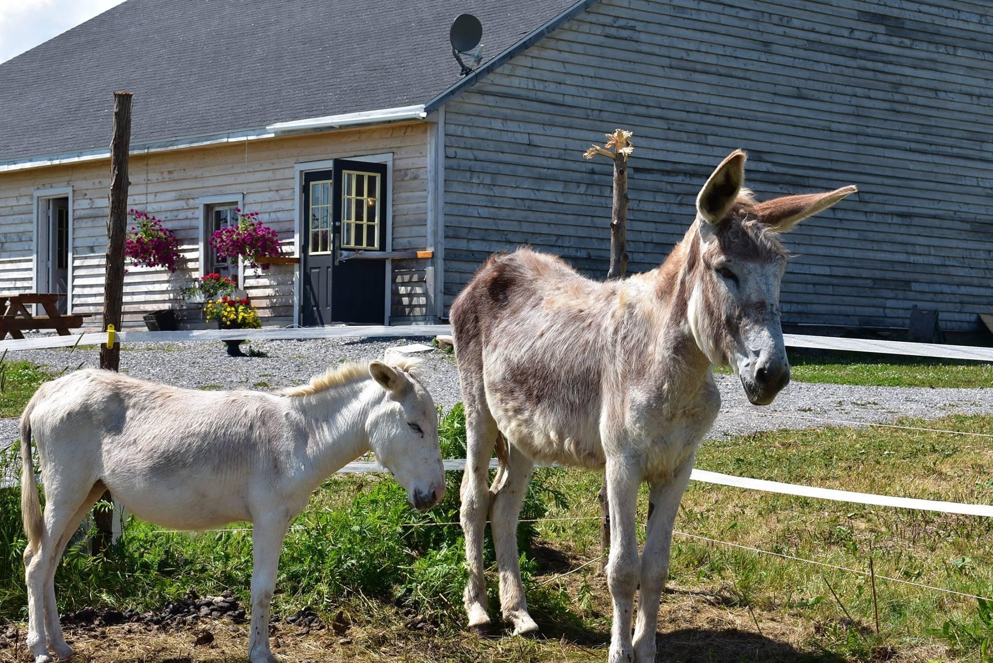 Savonnerie Poussiere D'Etoile