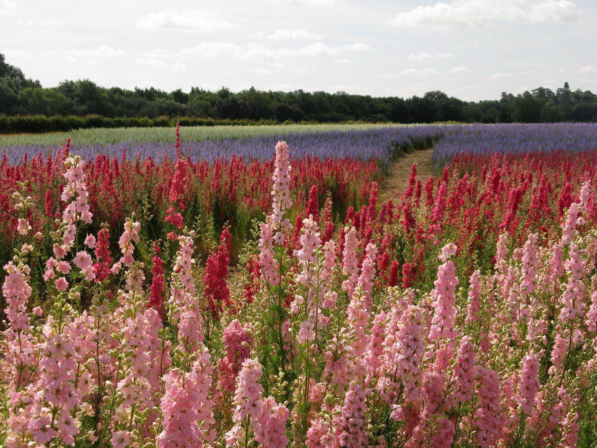 The Real Flower Petal Confetti Company's Confetti Flower Field