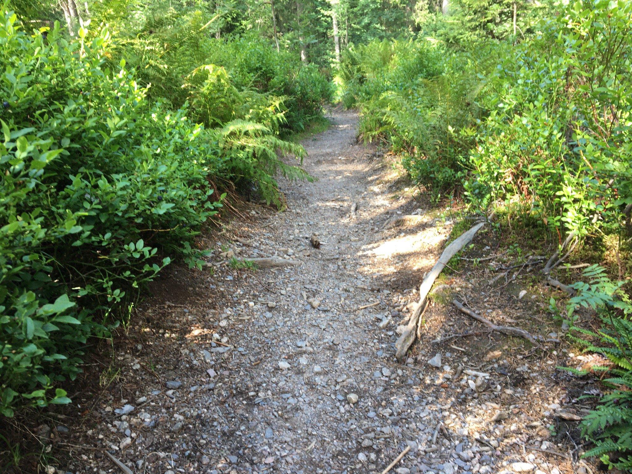 The Little Folk's Trail