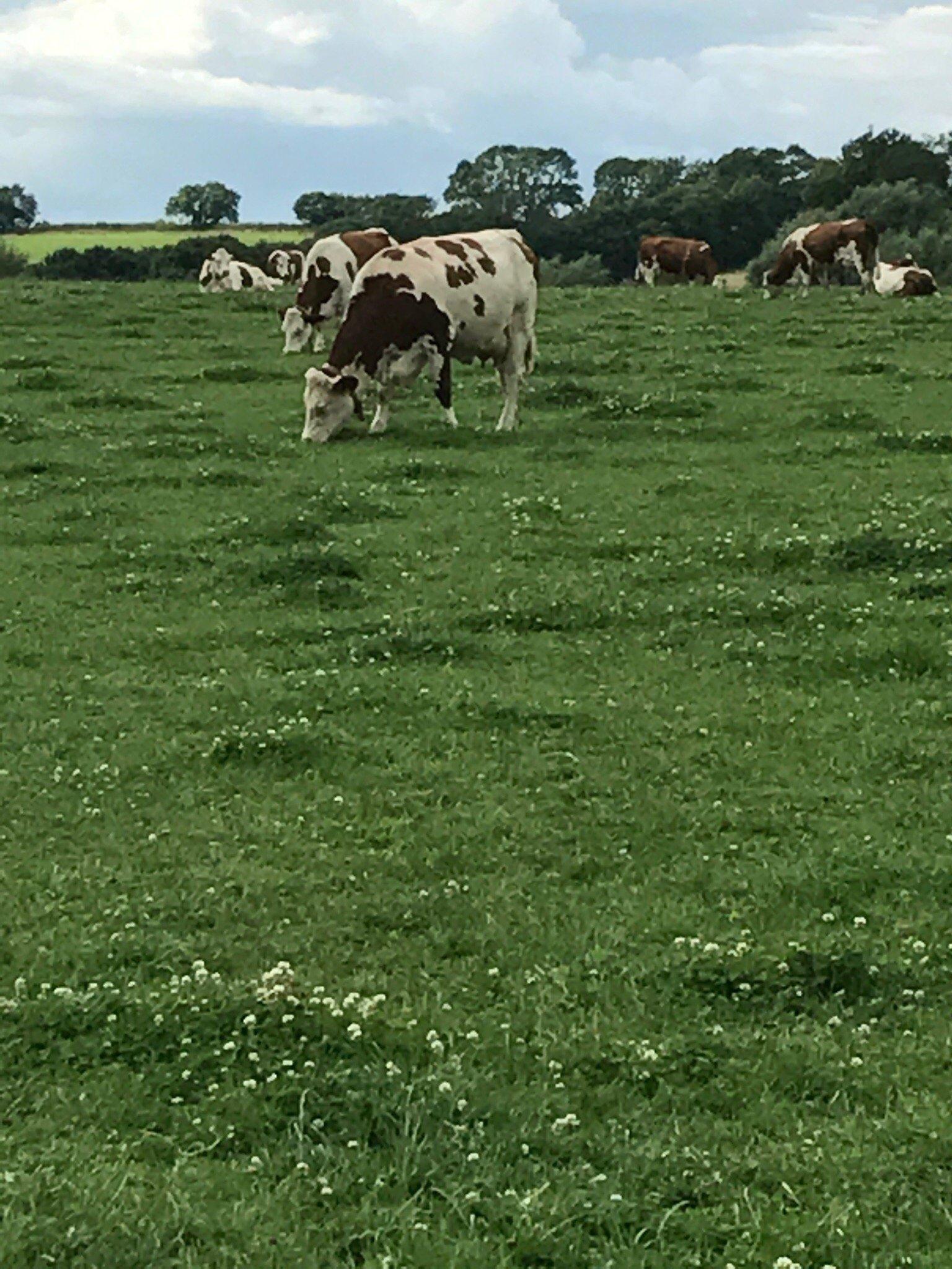 The Real Milk Company