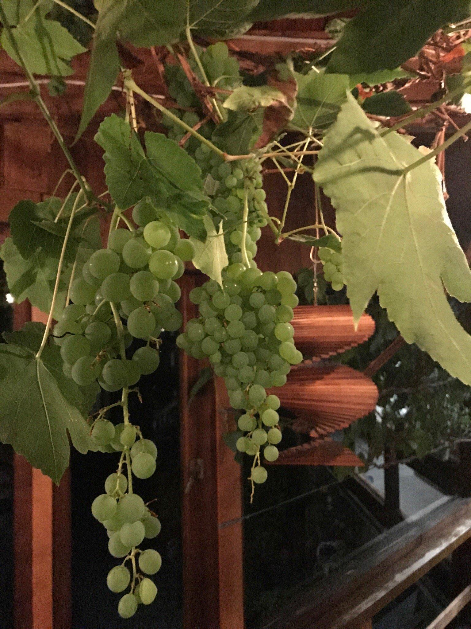 Grapevine Guest House