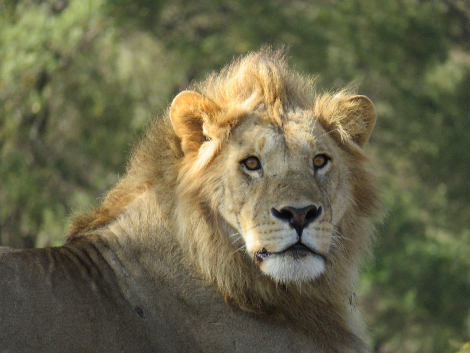 Splendours of Africa Tours and Travels