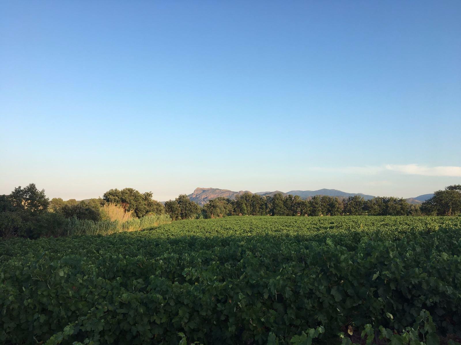 Domaine De Canta Rainette