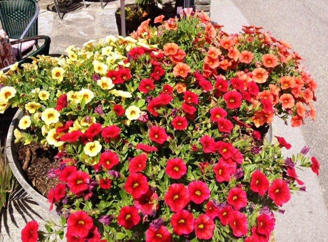 Cafe-Eis-Pizzeria Donauprinzessin