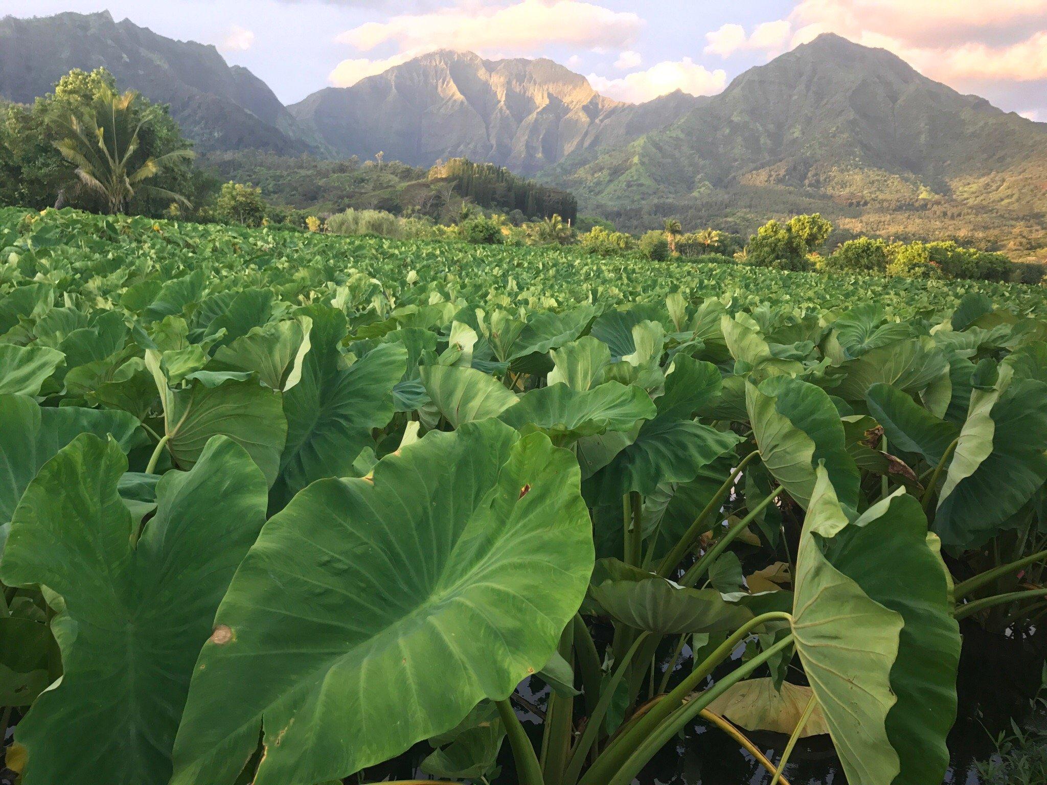 Hanalei Taro Farmers Market
