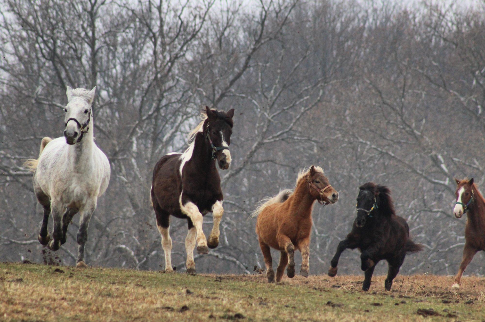 Days End Farm Horse Rescue
