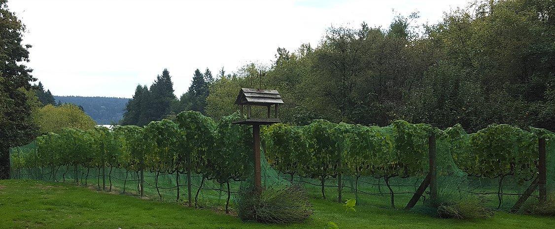 Olalla Vineyard & Winery