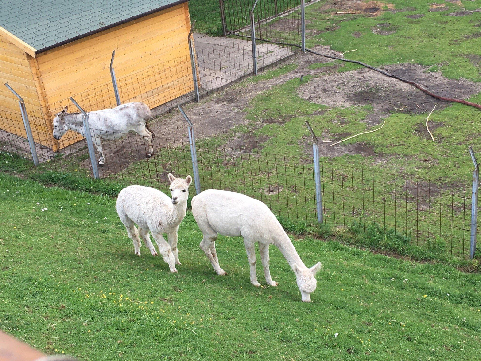 Streichelzoo, Kinderboerderij