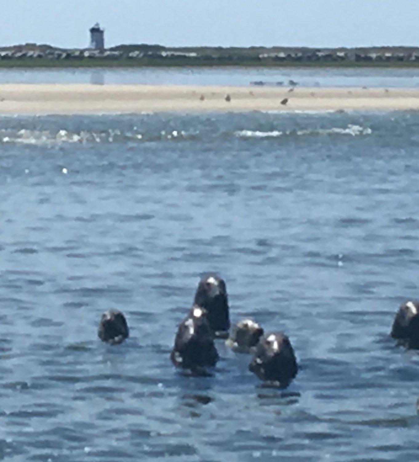 Provincetown Seal Tours