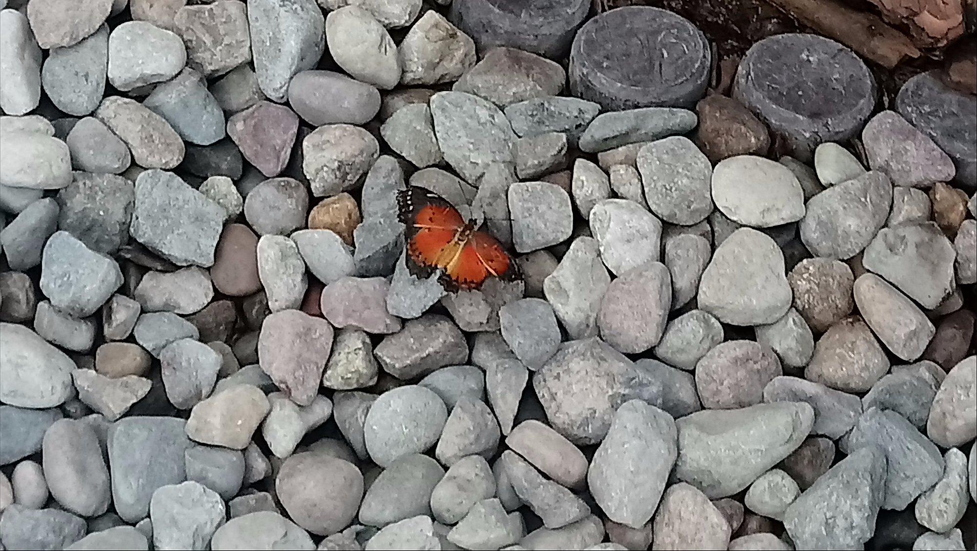 Motylarnia - KrainaMotyli.pl