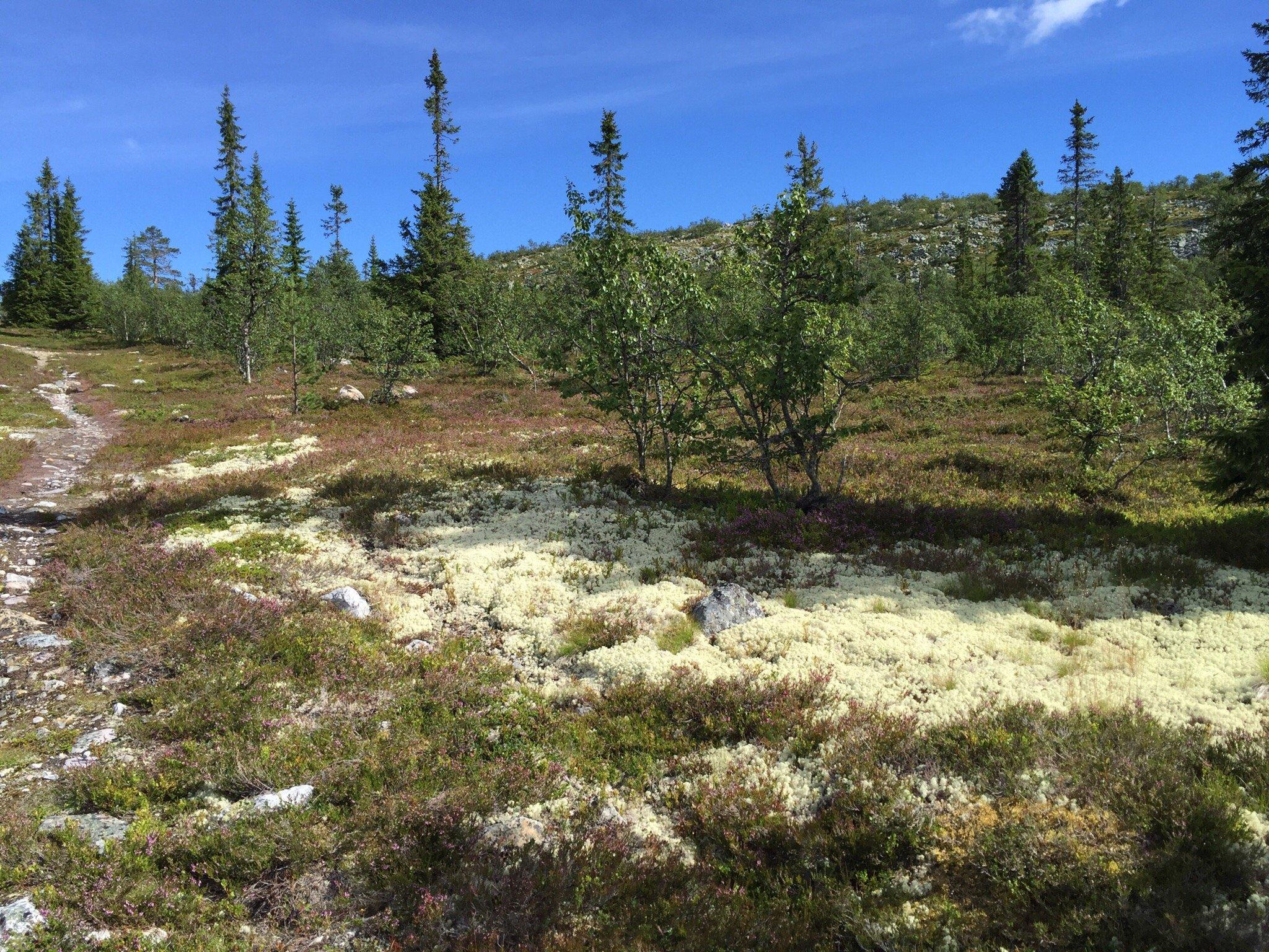 Trumvallen Fjällridning