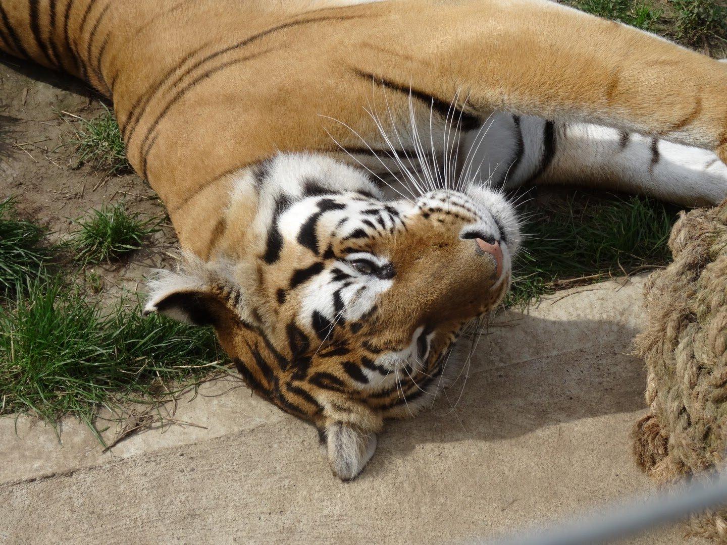 Lincolnshire Wildlife Park