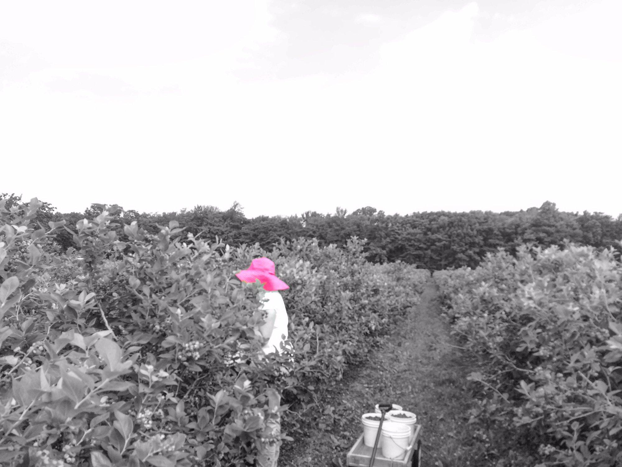 Gold Barn Blueberries