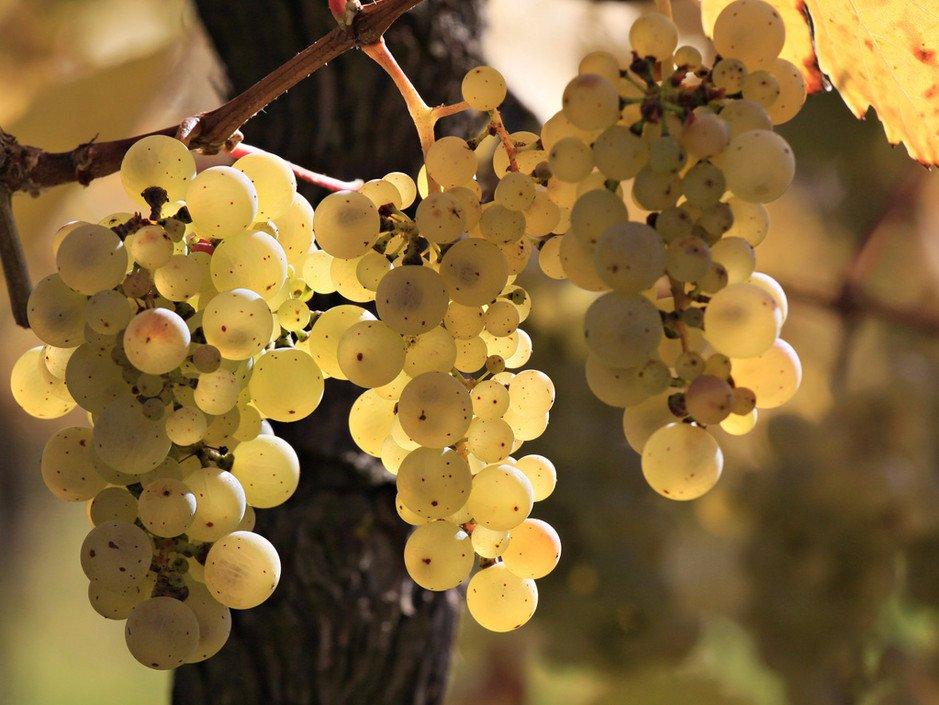 Domaine Allimant-Laugner