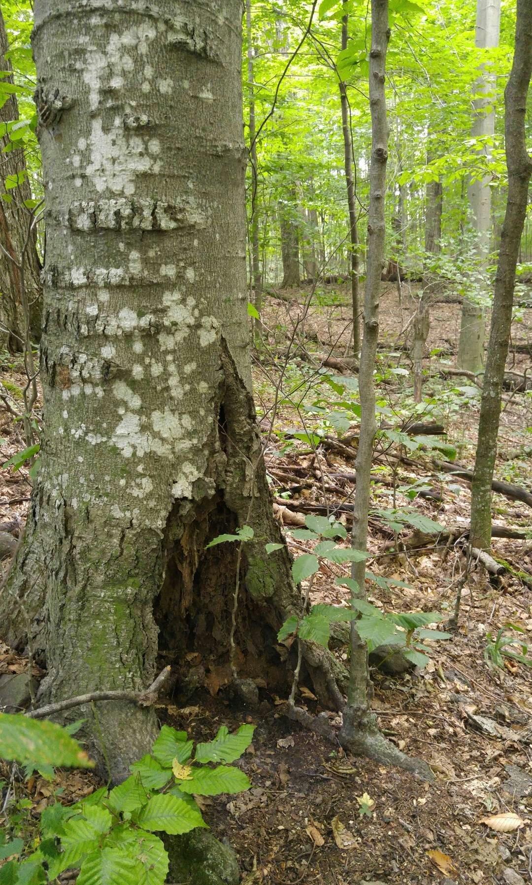 Kurtz Woods Natural Area