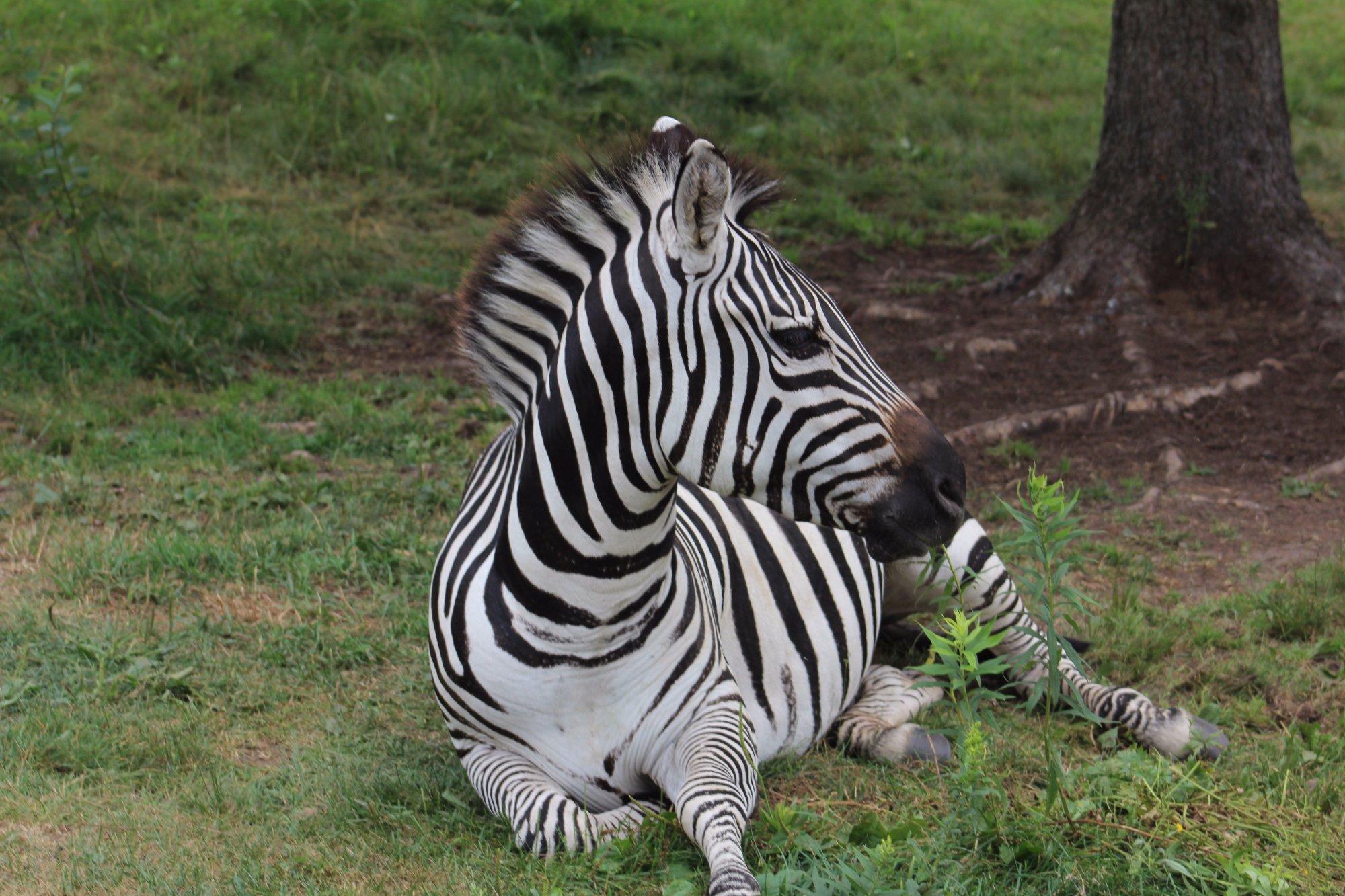 Wildwood Wildlife Park & Nature Center