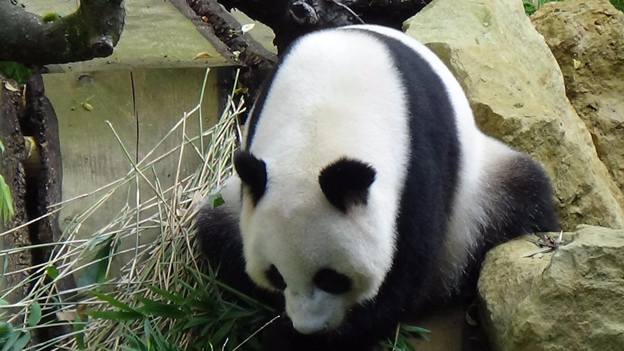 Ouwehands Zoo Rhenen