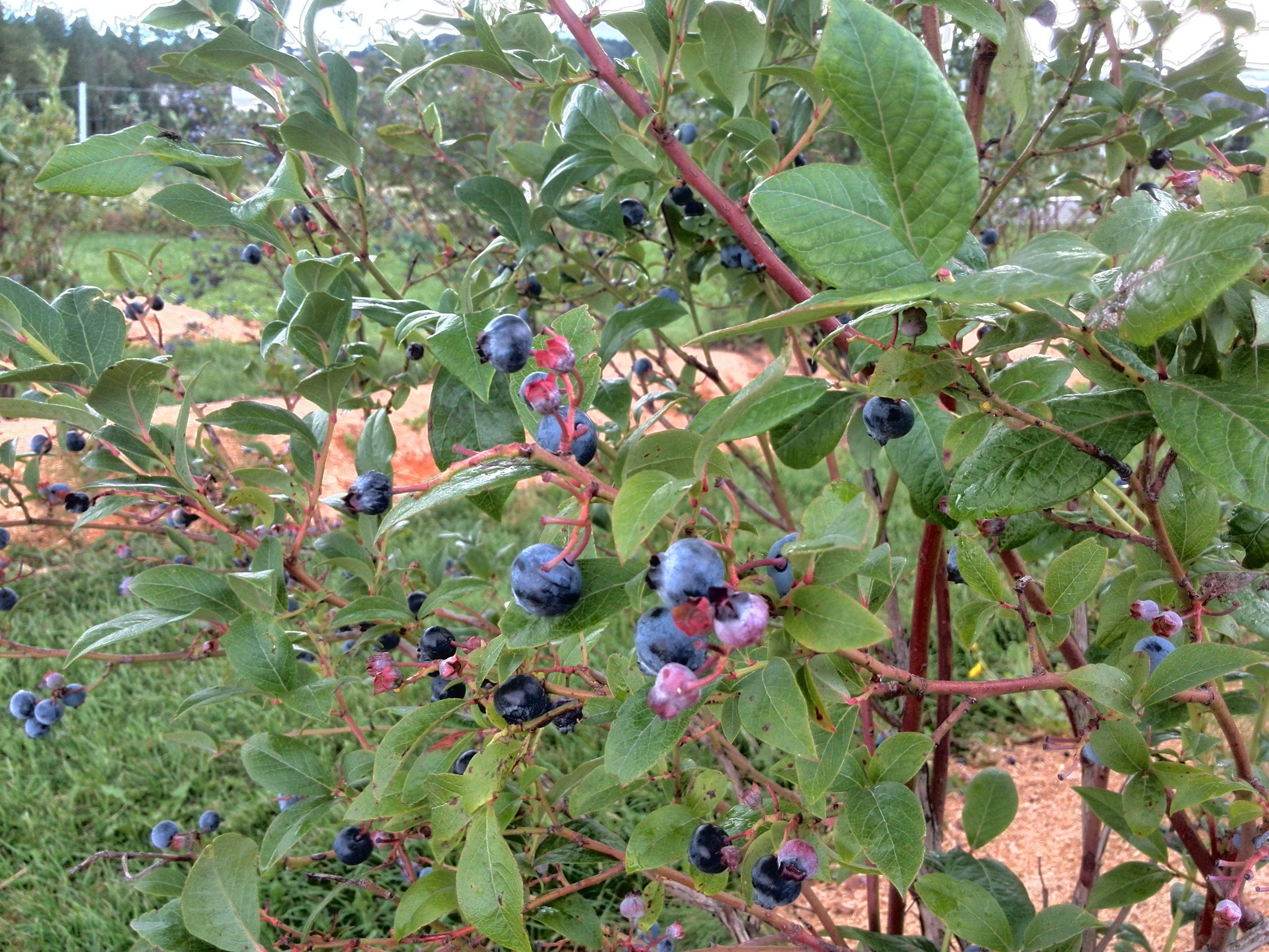 Lohninger's Heidelbeergarten