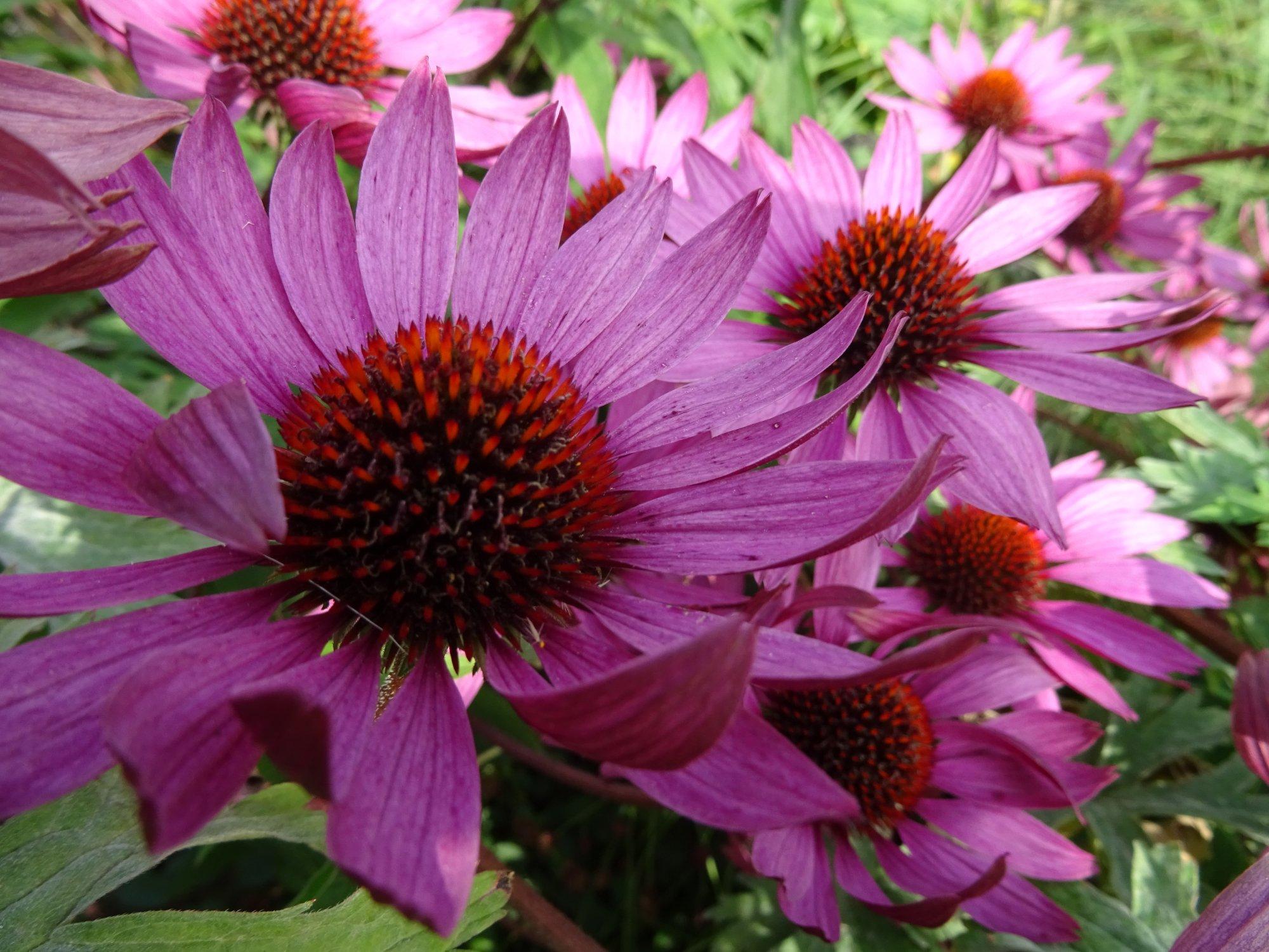 Woeste Weide Kinderboerderij, Natuurspeeltuin