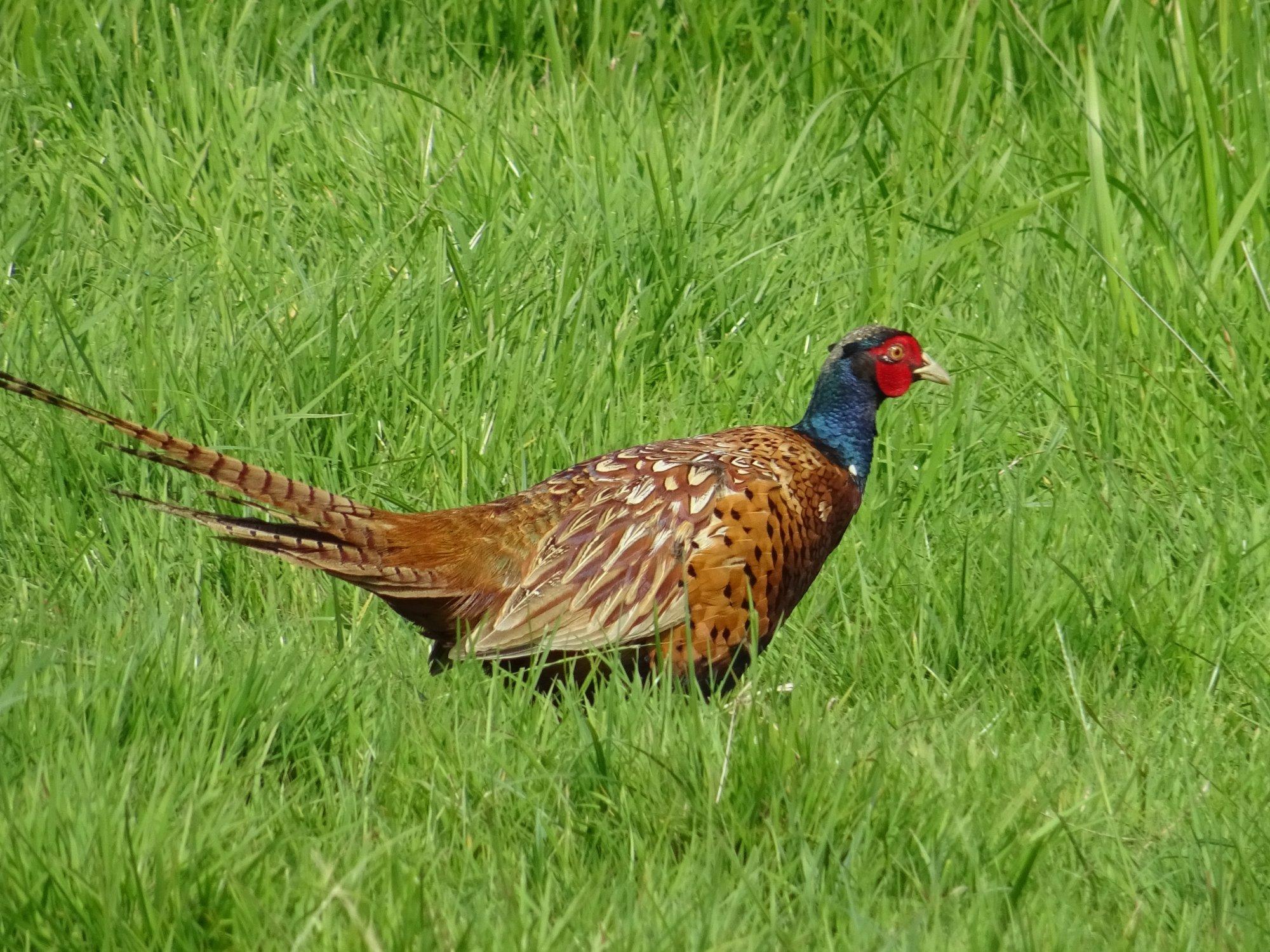 Wandelroute Heerlijkheid Beek