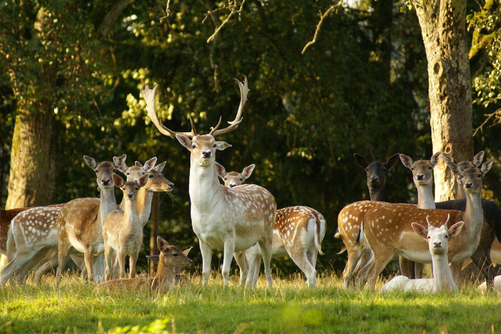 Wildpark Schloss Ortenburg