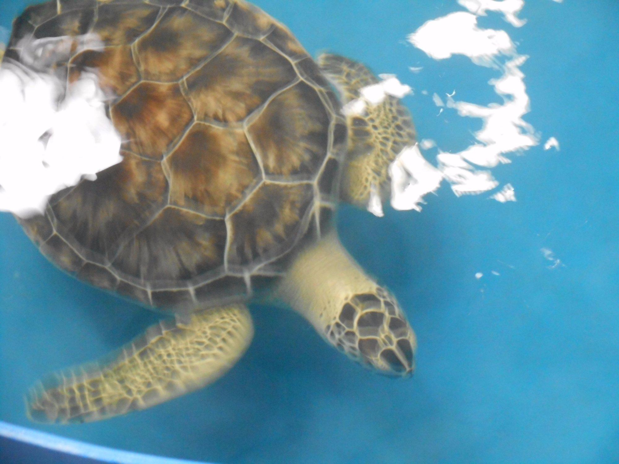 The Karen Beasley Sea Turtle Rescue and Rehabilitation Center
