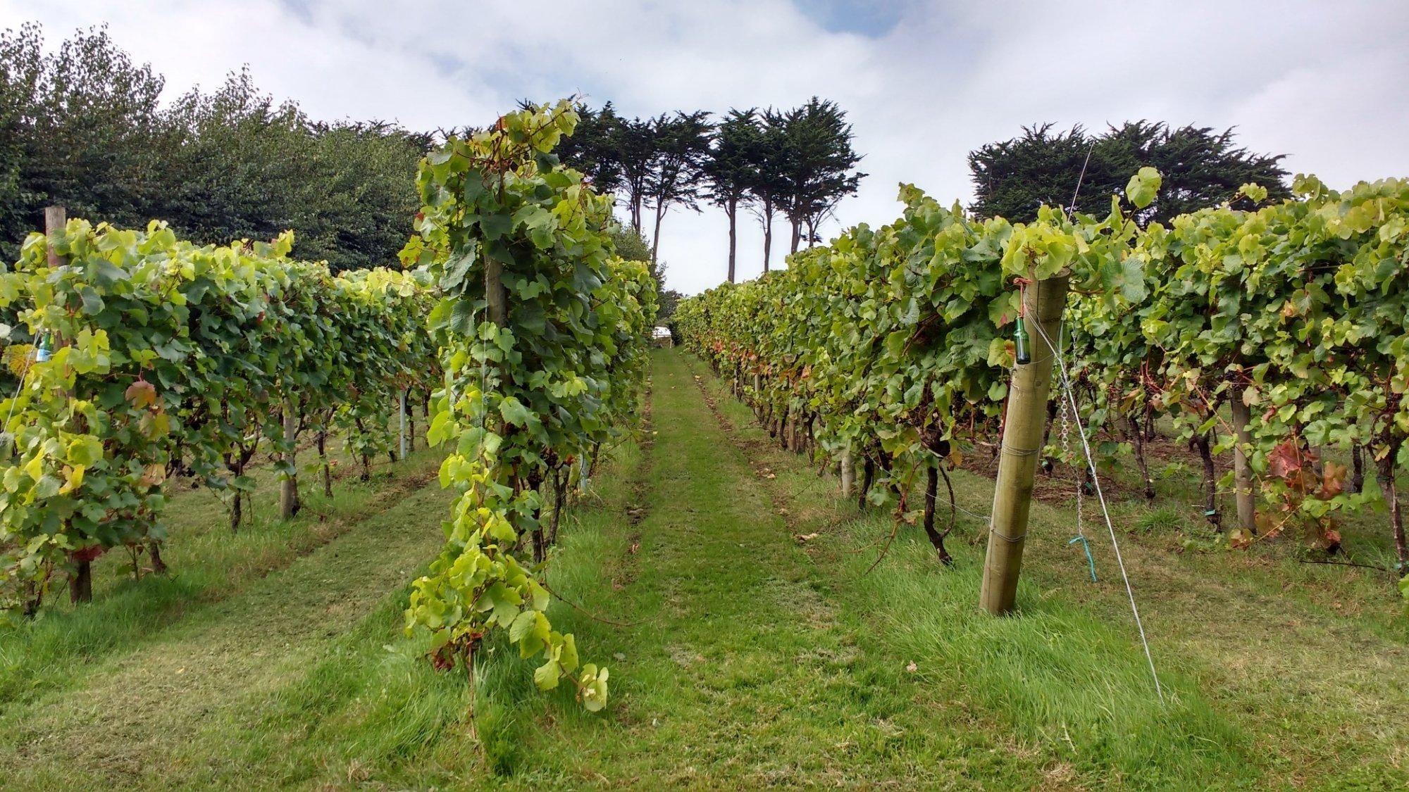 Polgoon Vineyard