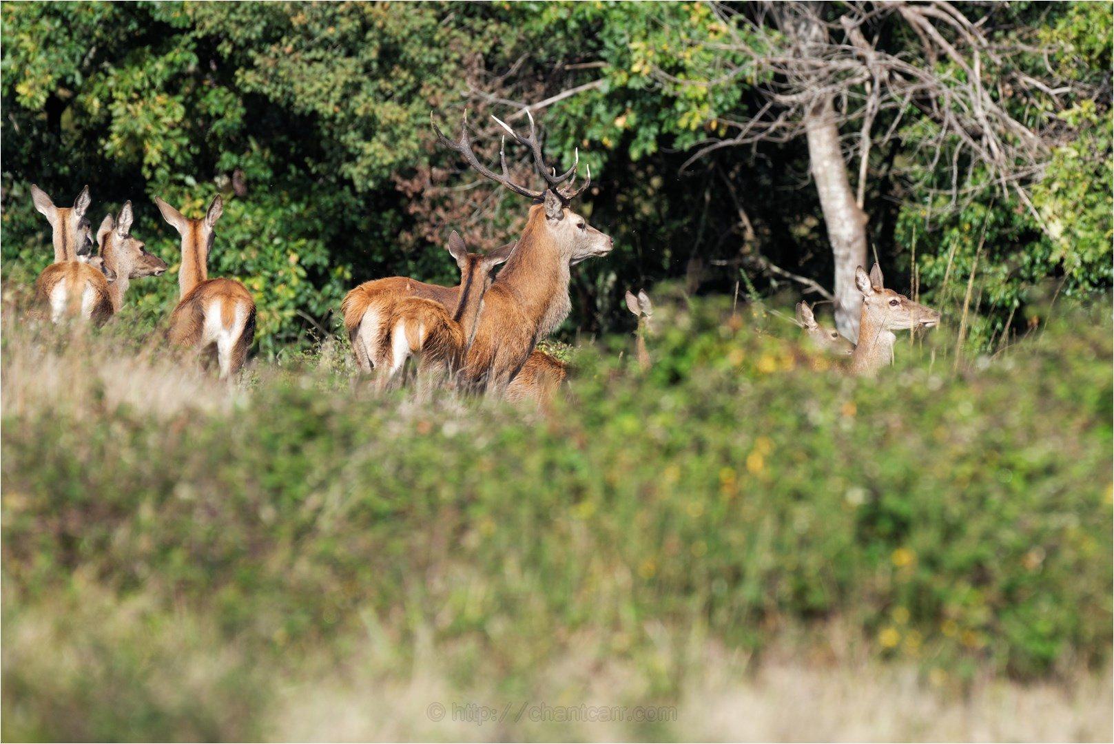Safari Parc de Haute-Saintonge