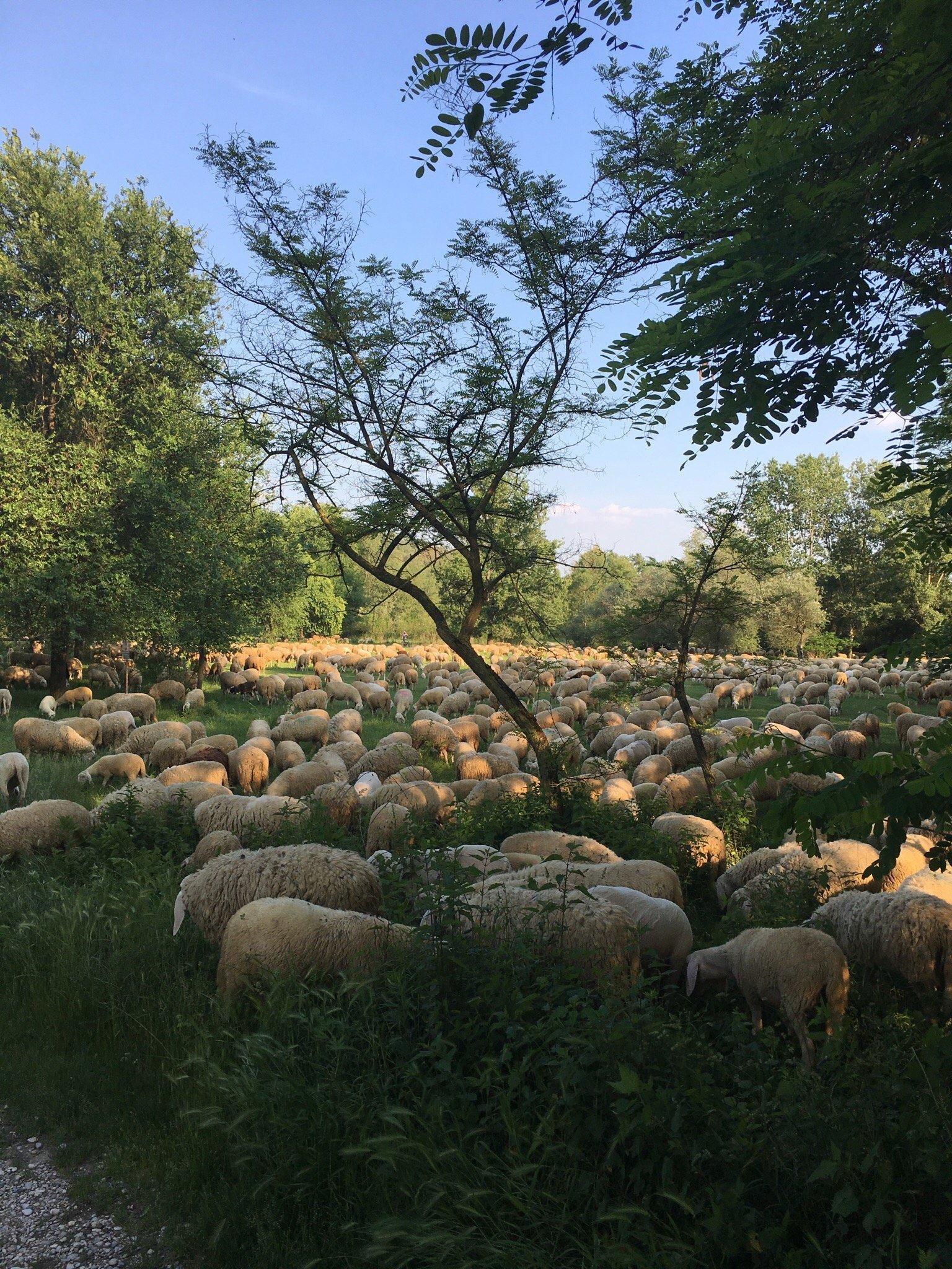 Ciclopedonale del Brenta