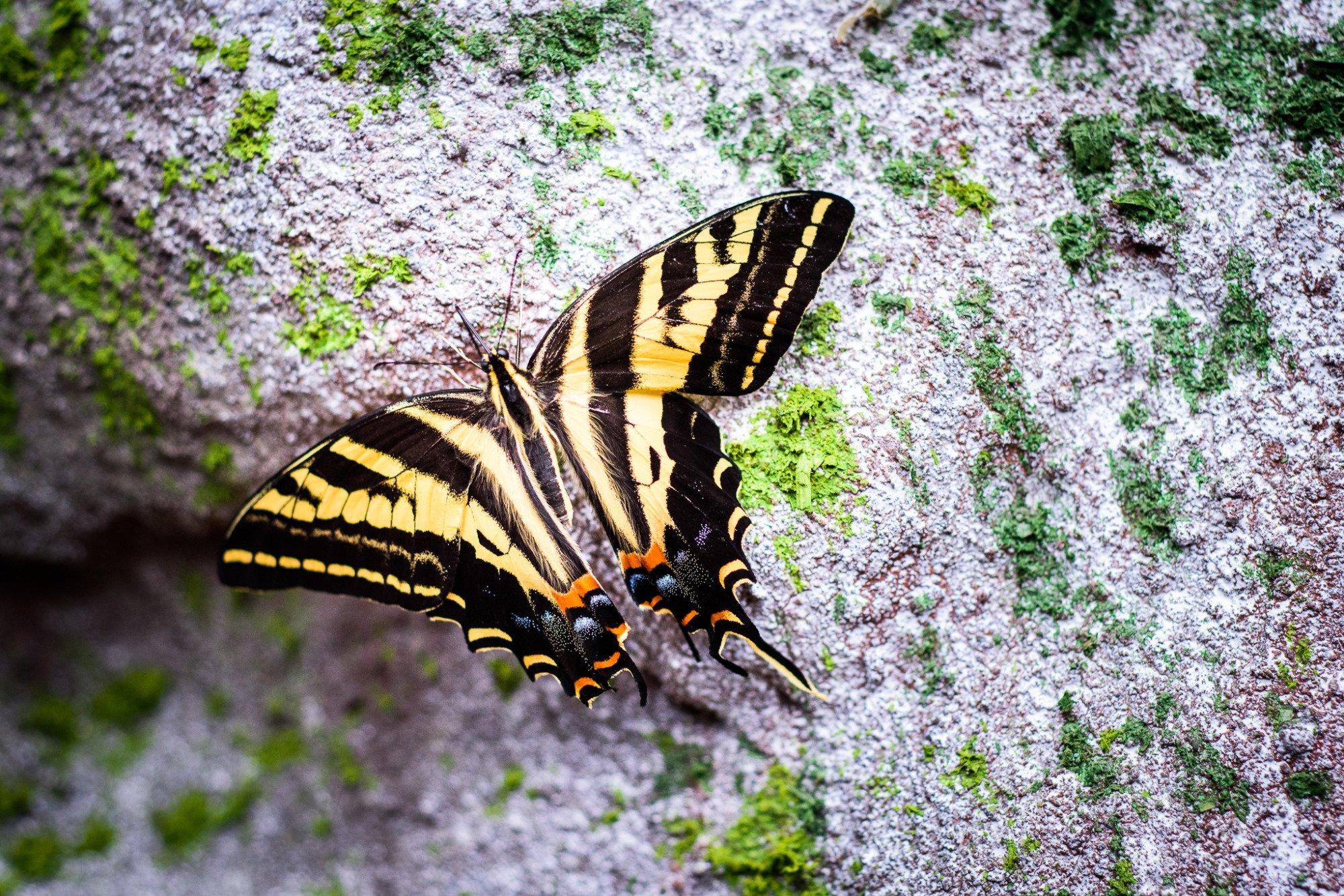 Papilonia - motyli dum Praha