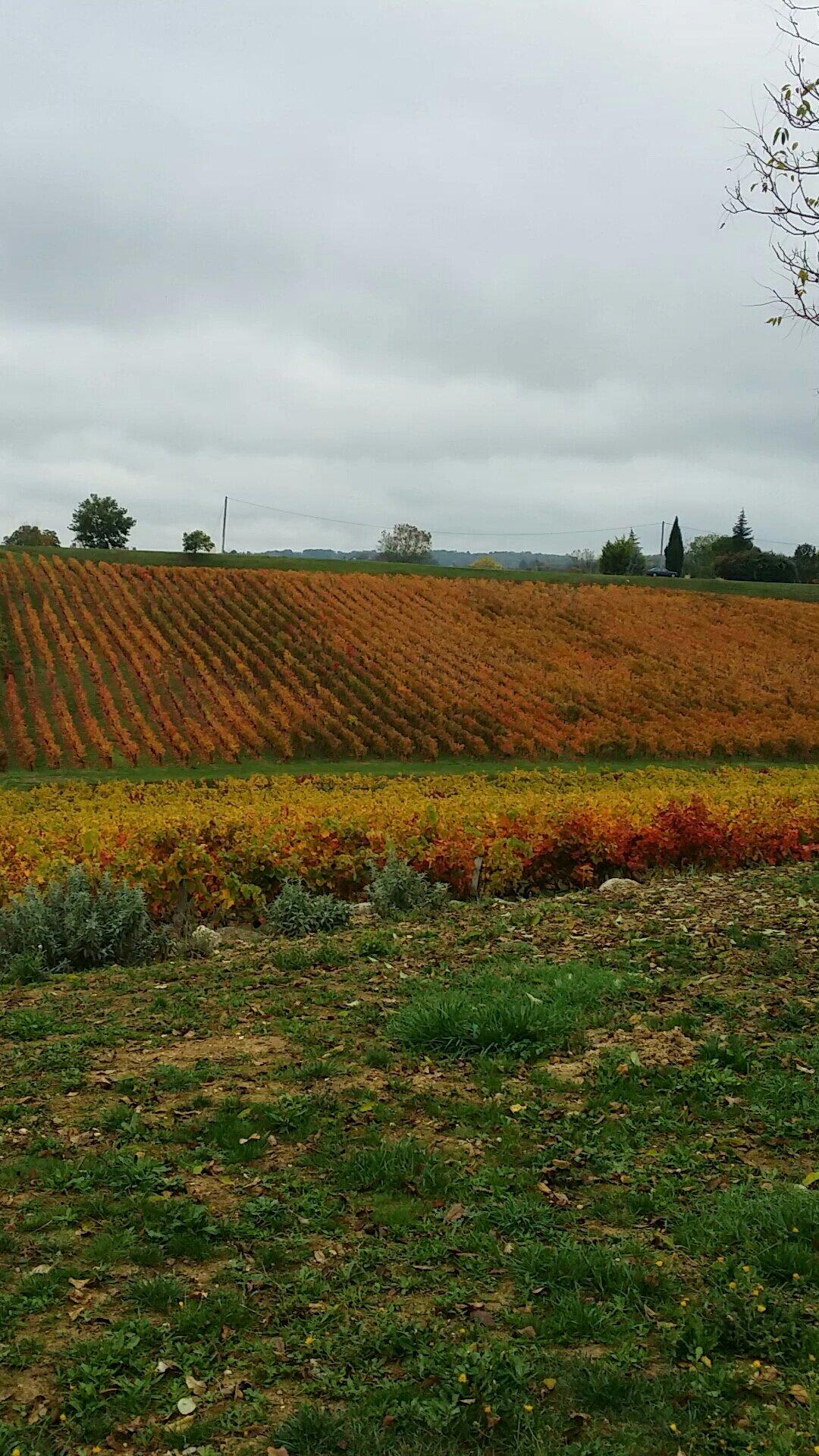 Domaine Vayssette