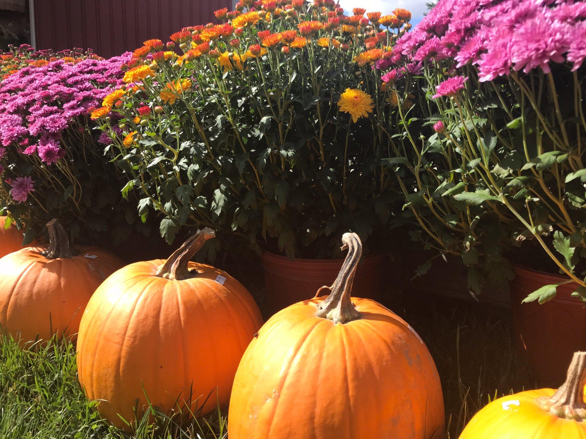 Photo by HerbertEdgewood