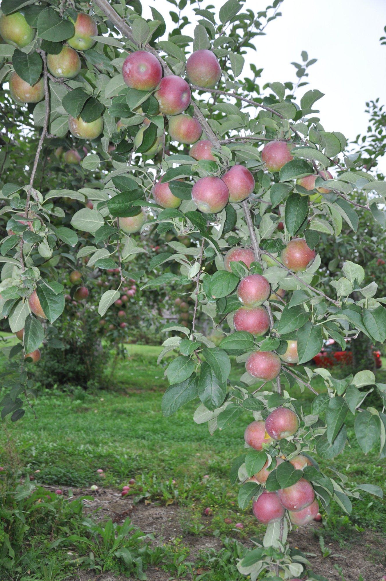 Chick's Apple and Berry Farm