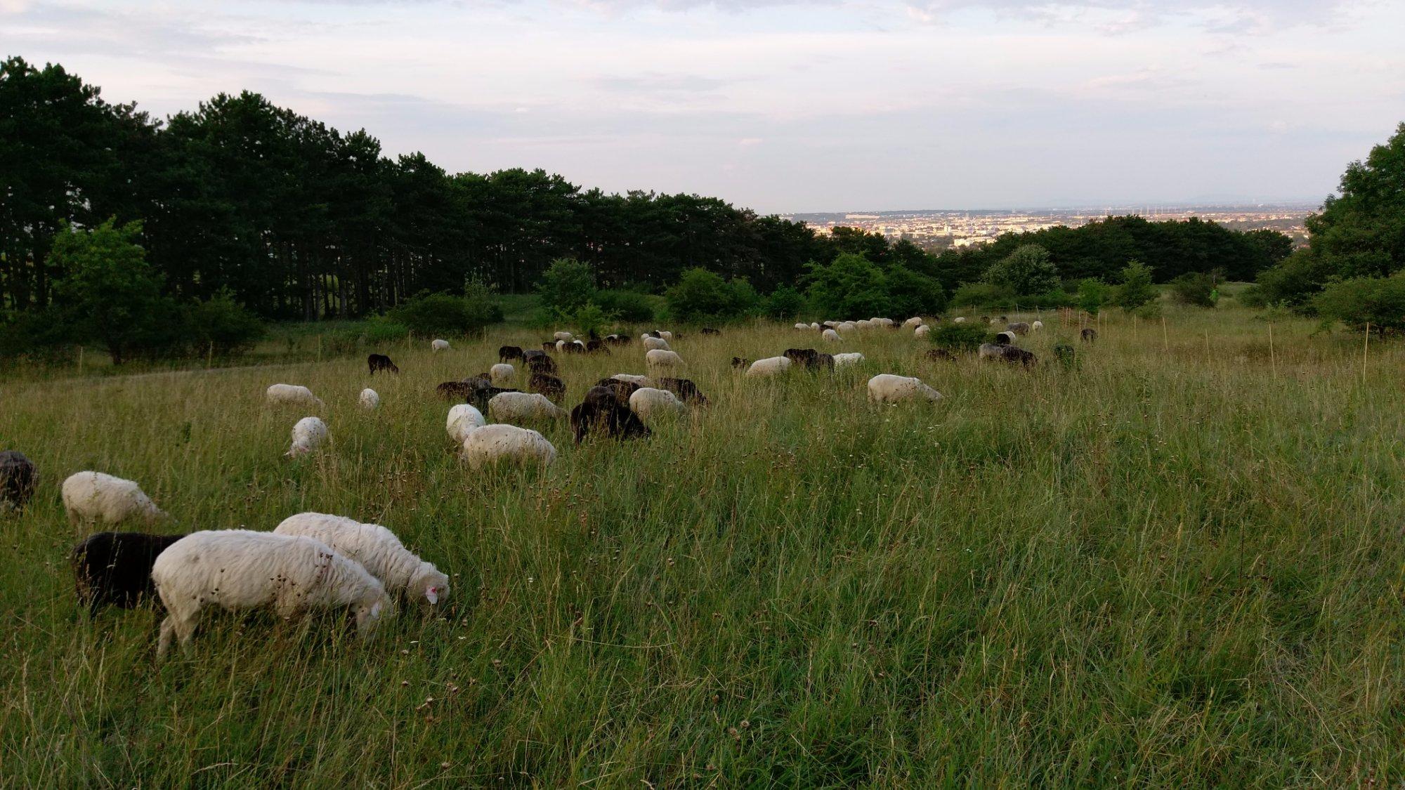 Die Perchtoldsdorfer Heide