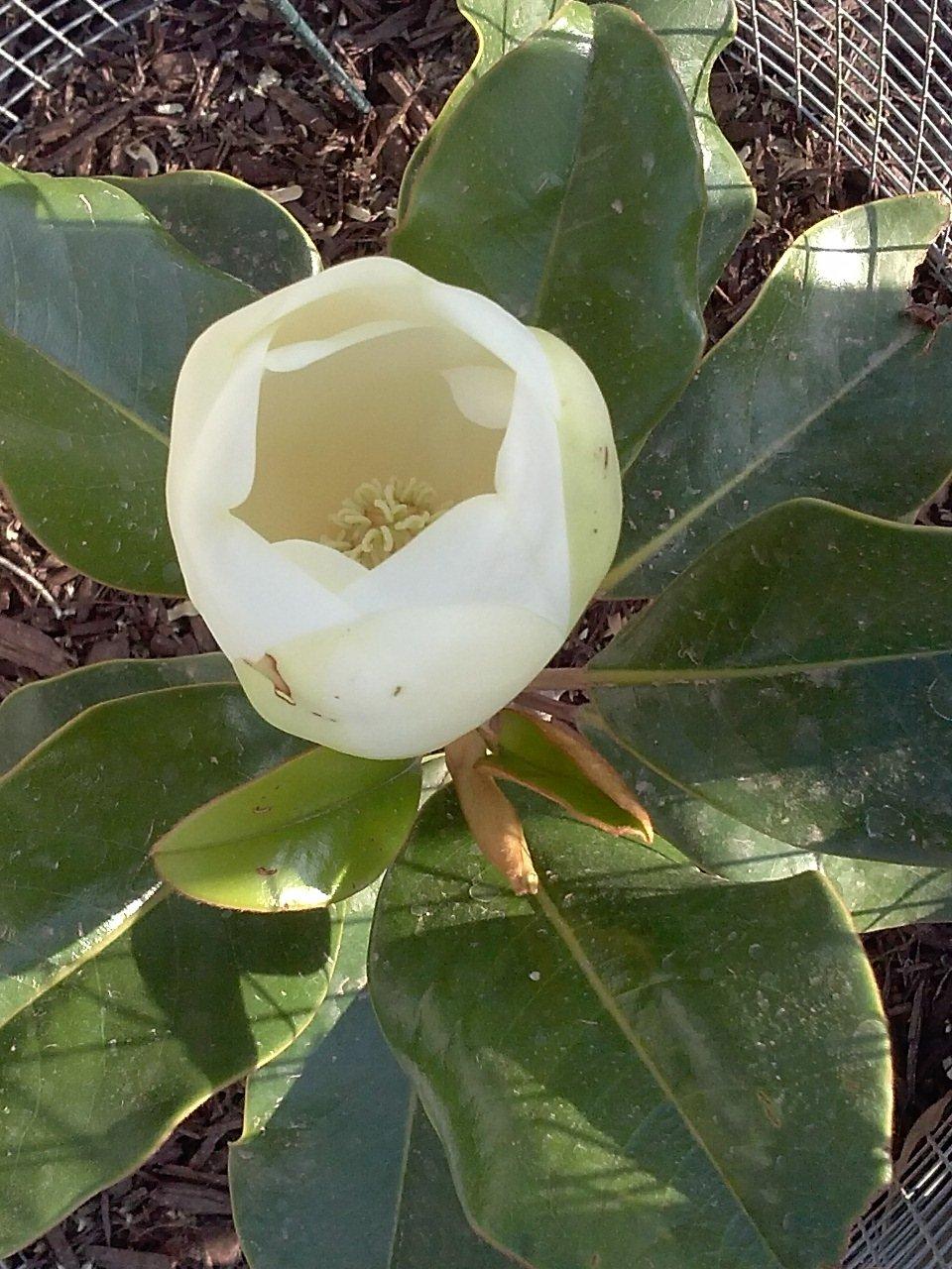 Sahuarita Massage Therapy