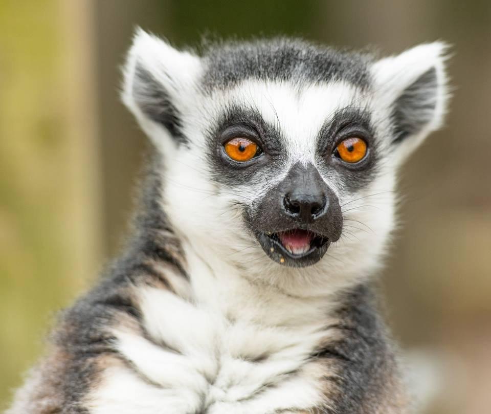 Battersea Park Children's Zoo