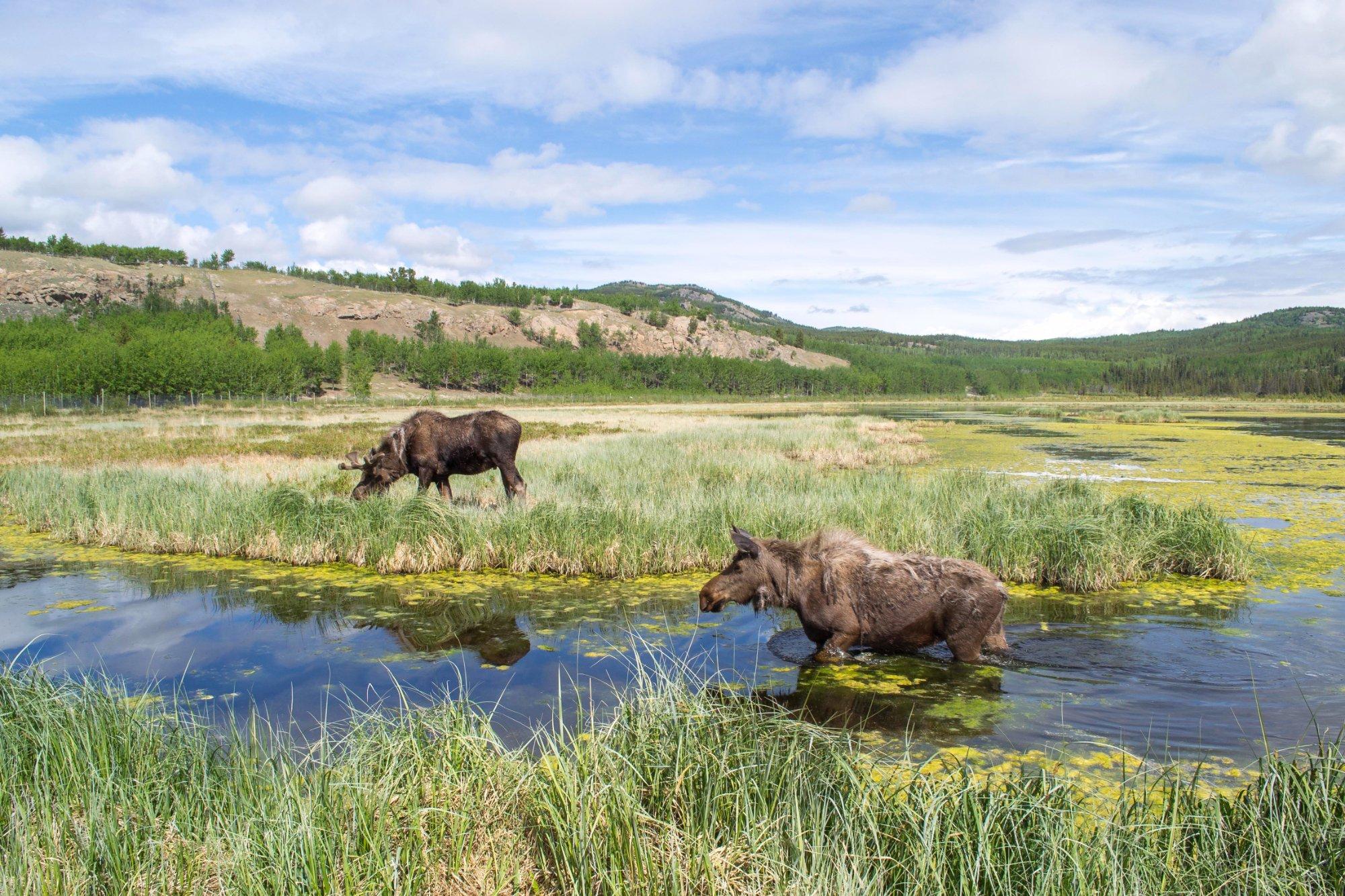 Yukon Wildlife Preserve