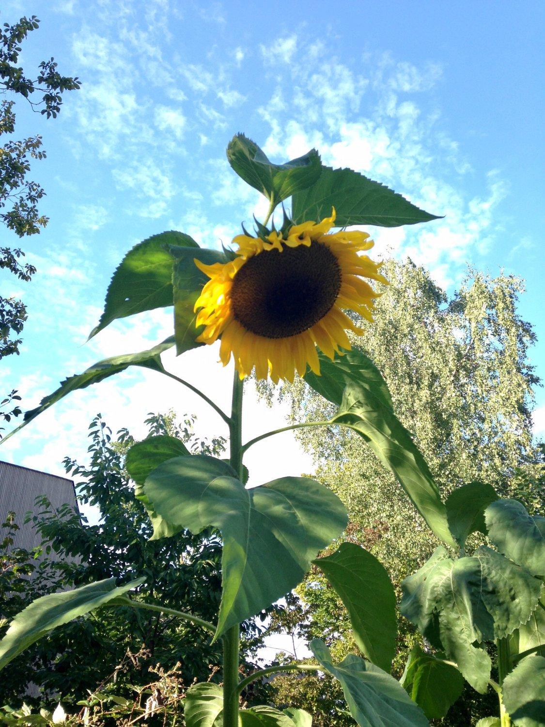 Hotel & Restaurant Krone