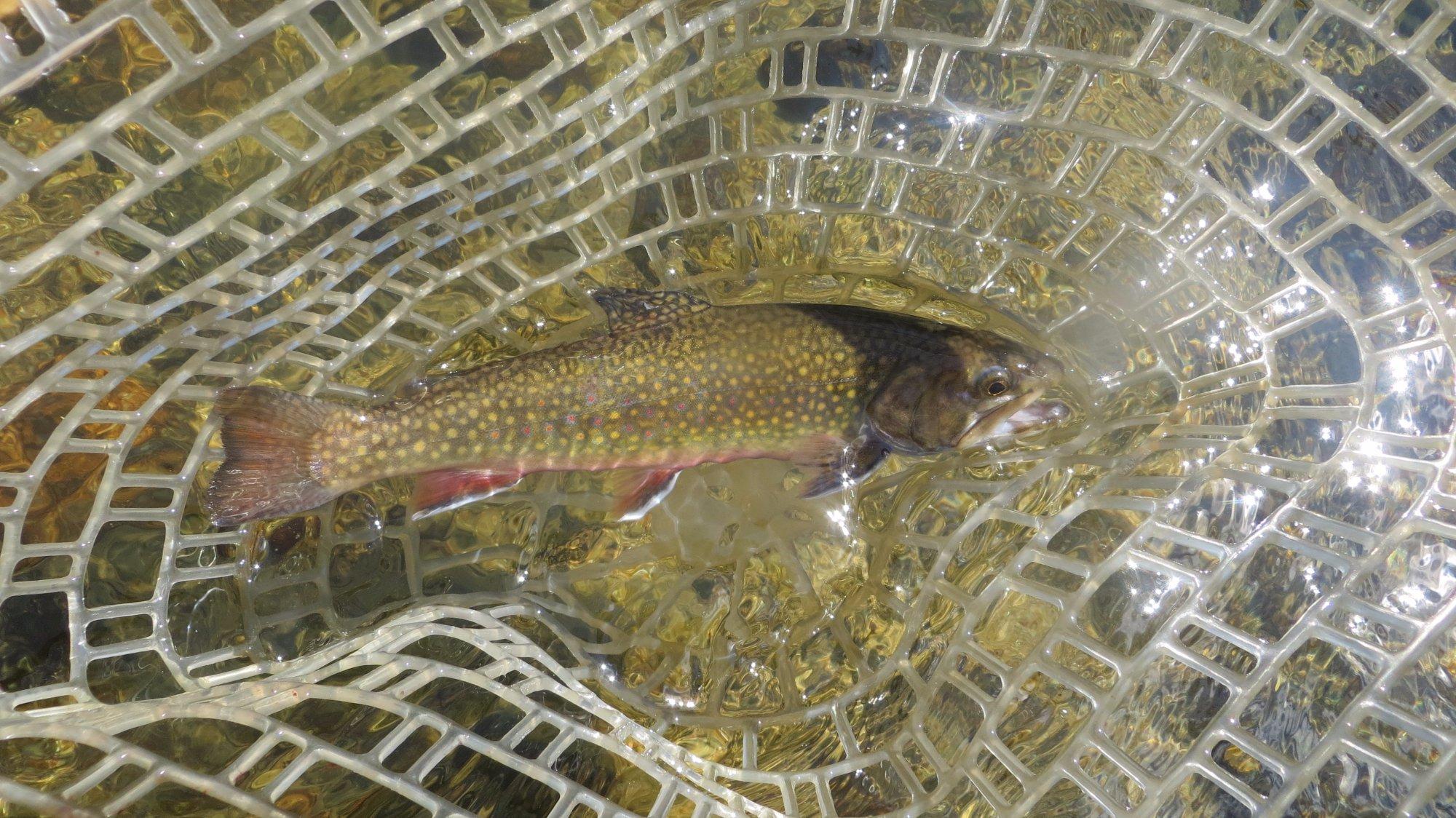 Grid North Guide Service