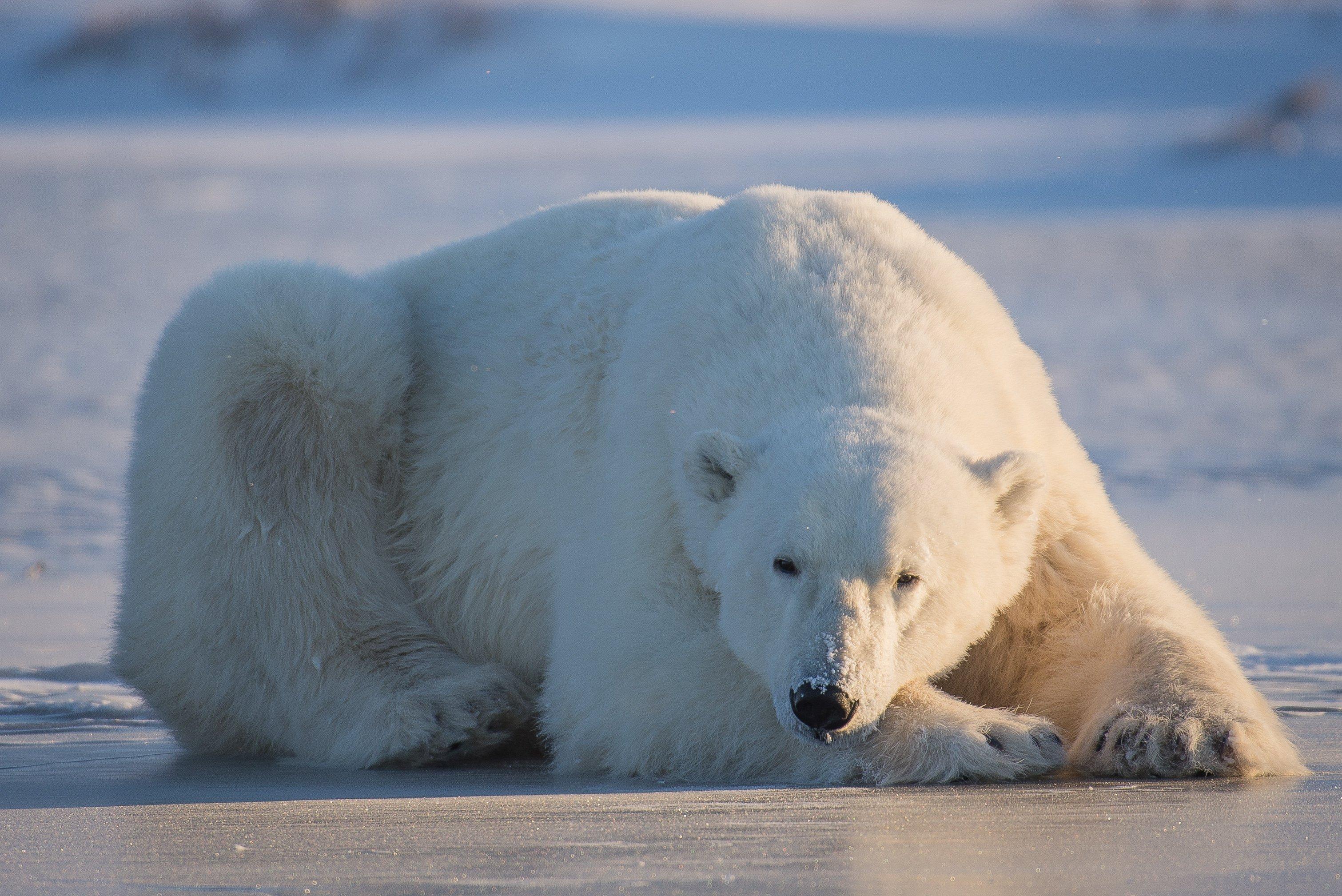 Discover Churchill Tours