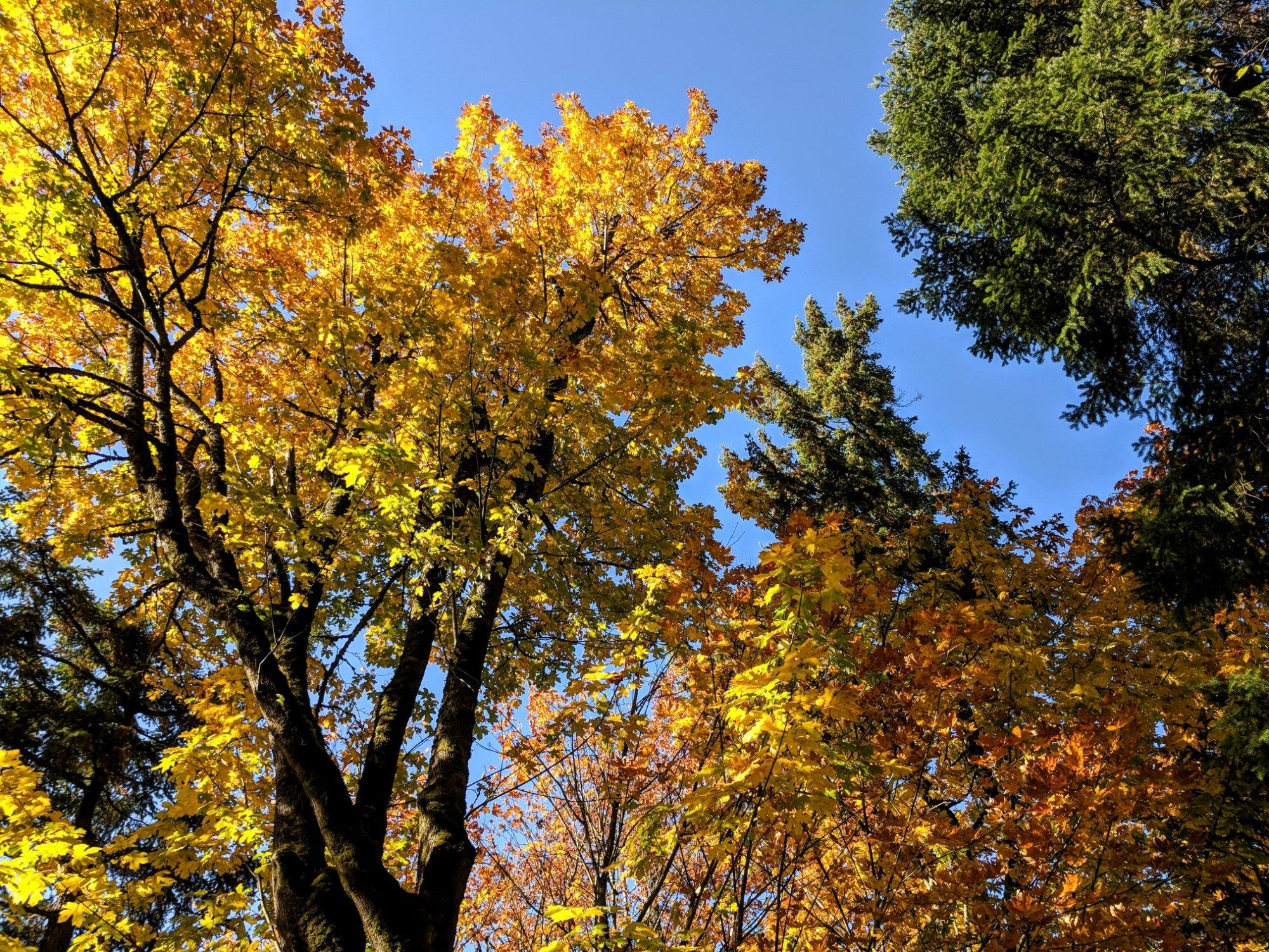 South 277th Corridor Trail