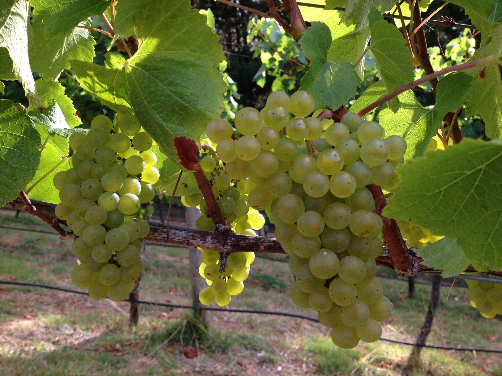 Leven Valley Vineyard