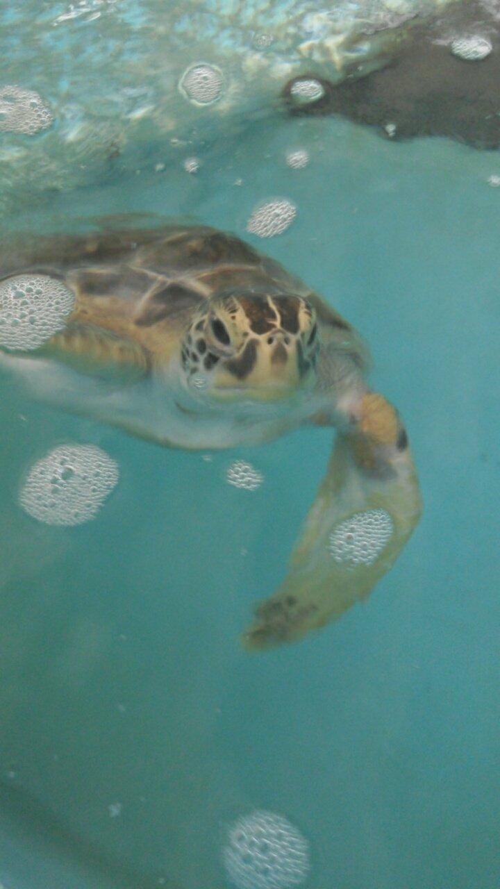 Sea Turtle Hospital at Whitney Lab