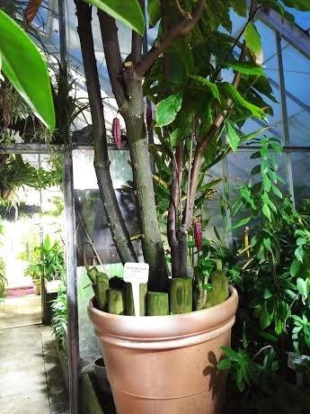 Marsh Botanical Garden at Yale